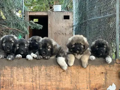 Caucasian shepherd crossed with Great Pyranese puppies , View more