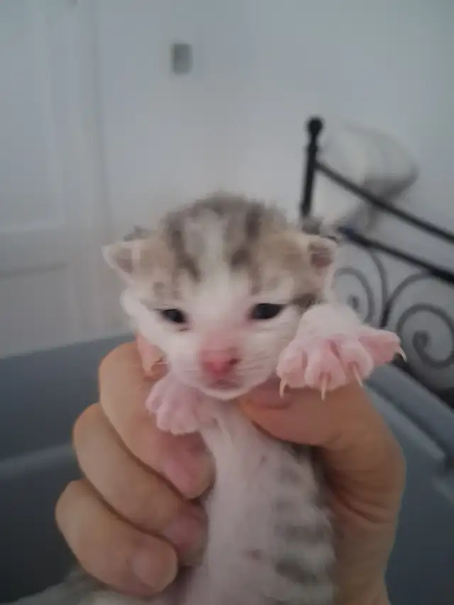 Chatons à vendre in Cats & Kittens for Rehoming in Victoriaville - Image 3