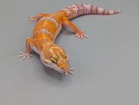 GECKO LÉOPARD  West Island Greater Montréal Preview