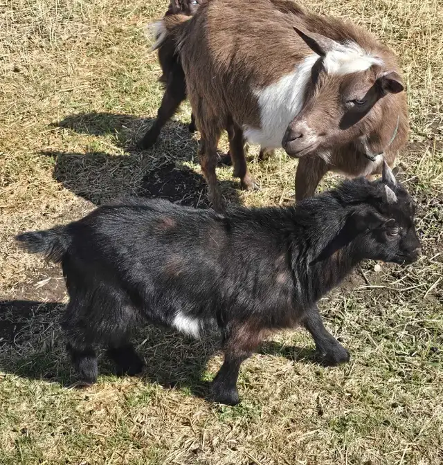 Nigerian Dwarf Goats For Sale in Livestock in Lethbridge - Image 9