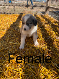 Great Pyrenees X Puppies