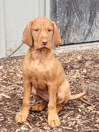 Wirehaired Vizsla Pups females only- ready now