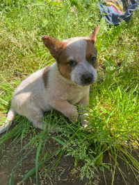 Beautiful Heeler pups