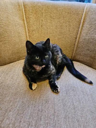 Toddler Trained Kittens, View more