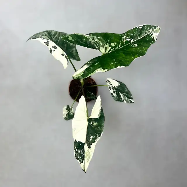 alocasia sanderiana/ nobilis in Plants, Fertilizer & Soil in City of Toronto - Image 8