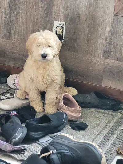 1 LEFT Goldendoodle Puppies, View more