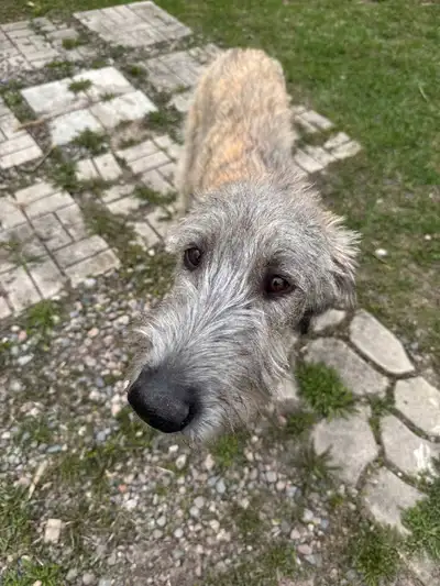 Irish Wolfhound Puppy, View more