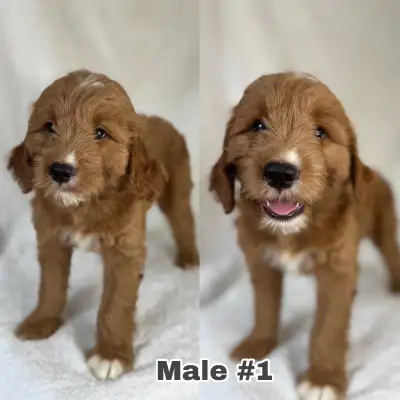 MINI GOLDENDOODLE PUPPIES, View more