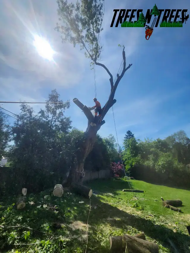 TREES N TREES CONTACT US NOW OPEN 24HRS / 647-700-4447 in Lawn, Tree Maintenance & Eavestrough in City of Toronto - Image 11