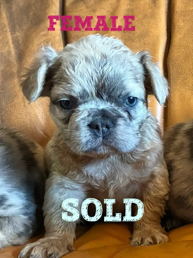 Exotic Fluffy French Bulldogs CKC in Dogs & Puppies for Rehoming in Edmonton - Image 11