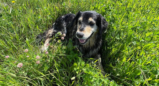REWARD: Lost/Stolen Dog in Lost & Found in Edmonton - Image 4