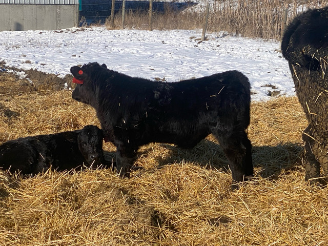 ****BLACK ANGUS AND SIMMANGUS BULLS FOR SALE*** in Livestock in Medicine Hat - Image 4
