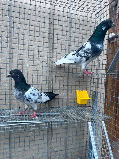Pakistani Pigeons