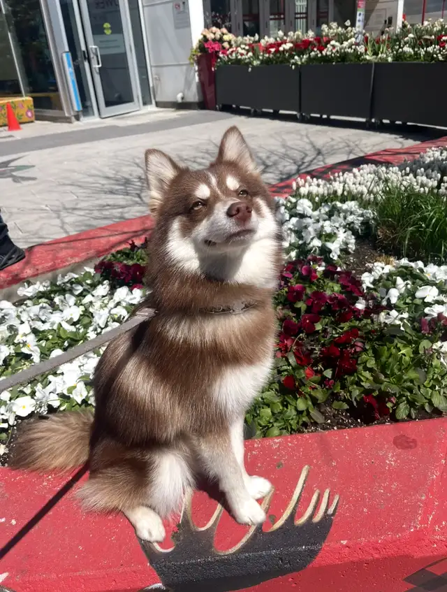 Pomsky puppy rehoming in Dogs & Puppies for Rehoming in City of Toronto - Image 10