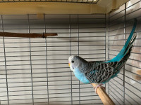 baby budgie for sale.