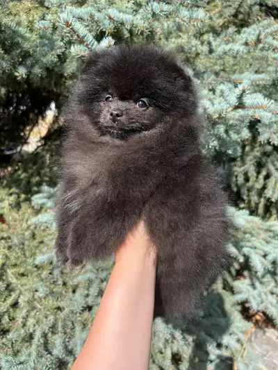 Tiny Black Teddy Bear Pomeranian Boy, View more