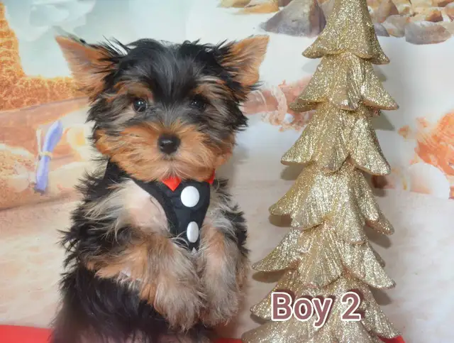 Yorkie Puppies in Dogs & Puppies for Rehoming in Ottawa - Image 7