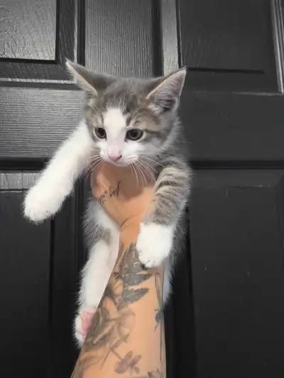 Kittens sold, View more
