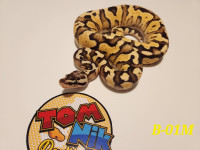 2022 Ball Python Hatchlings 50% Off