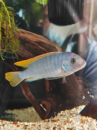 Healthy African ciclids for sale ..4 fishes in total for 60$