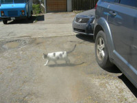 POSSUM IS STILL MISSING: SMALL WHITE & GREY MUCH LOVED CAT.