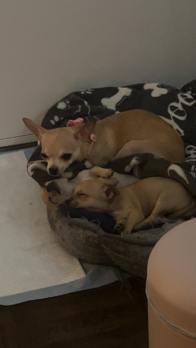 Chihuahua Puppies in Dogs & Puppies for Rehoming in Ottawa - Image 2