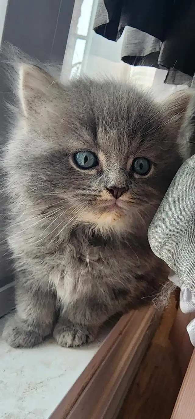 3 attractive Himalayan kittens in Cats & Kittens for Rehoming in City of Montréal - Image 6