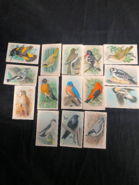 1938 Church and Dwight “Useful Birds of America” Cards