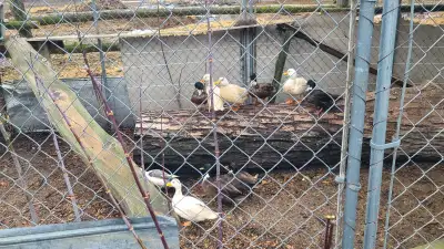 10 call duck drakes, View more