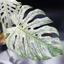Wetstick 80 Plants $320 et plus