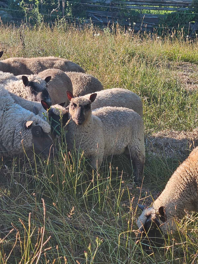 Halal Lambs/Sheep in Livestock in Kawartha Lakes - Image 2