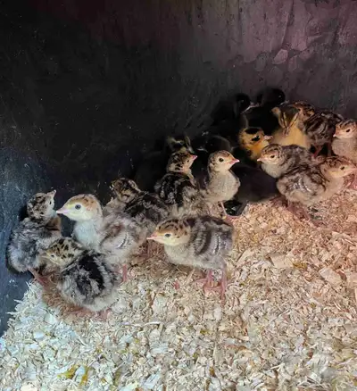 Ridley bronze heritage turkeys poults for sale! Unsexed $20 per poult