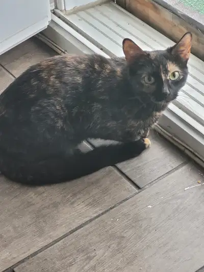 Tortoiseshell cat, 1yr old, calm, playful, shy at first. Looking to rehome.