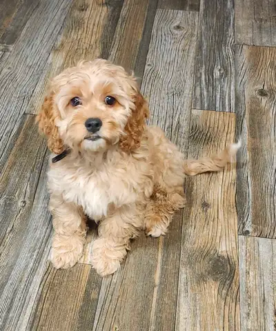 Meet Rolo! He is super smart and will make the most wonderful family pet. He can keep up to the fami...