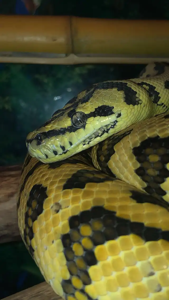 Reptiles in Reptiles & Amphibians for Rehoming in Penticton - Image 3