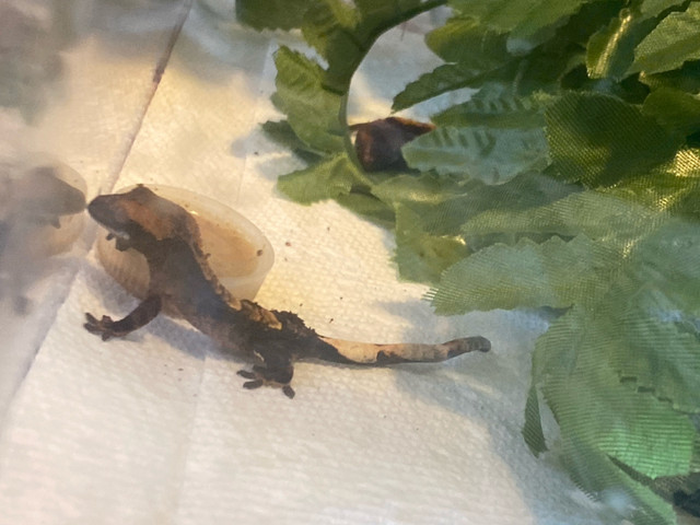 New born babie crested geckos 100eh in Reptiles & Amphibians for Rehoming in Sault Ste. Marie - Image 2