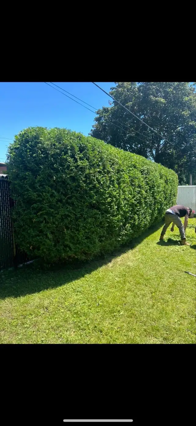 Hedge Size62863220294017121
