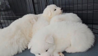 Samoyed Puppies - 6 Weeks READY 15 MAY