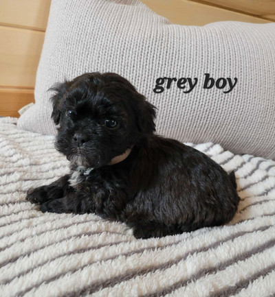 Shih tzu poodle puppies ready May 17