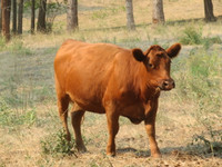 Bred heifers and cows for sale