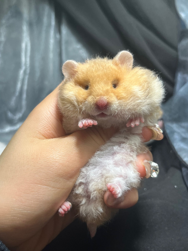  baby Syrian hamsters - ethical hamstery in Small Animals for Rehoming in UBC - Image 3