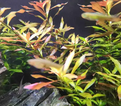Super Bundle - aquarium Plants (6 types), View more