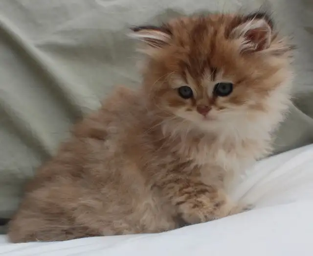 Rare Teddy Bear Kittens (British Longhair) in Cats & Kittens for Rehoming in Winnipeg - Image 5