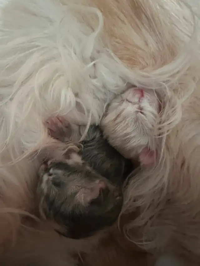 Maine Coon enregistrés mâles et femelles in Cats & Kittens for Rehoming in Drummondville - Image 7
