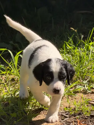 Chiot Setter Anglais, View more