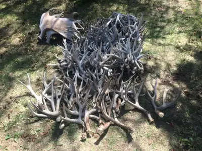 Deer Antler Sheds / Elk / Moose. Most are $20-$70 per antler for the deer. Elk and moose are more. M...