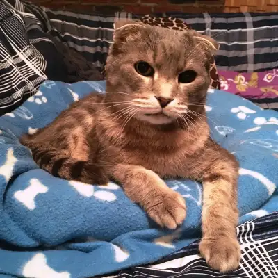 Cat Sitter / Cat Home visits / Cat Boarding Hotel, View more