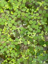 Floating aquarium plant (Salvinia)