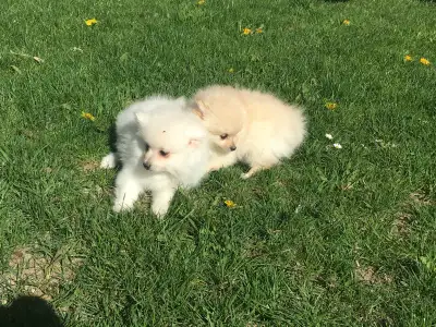 We have two playful male puppies that are looking for their new families These two come vet checked....
