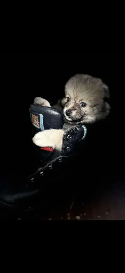 Pomeranian puppies!!!! Wolf Sabre Fox face Puppies where born February 5th 2025 they will be ready f...